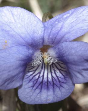 Fotografia 12 da espécie Viola riviniana no Jardim Botânico UTAD