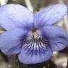 Fotografia 12 da espécie Viola riviniana do Jardim Botânico UTAD