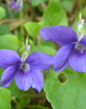 Fotografia 13 da espécie Viola riviniana no Jardim Botânico UTAD