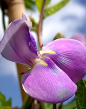 Fotografia 7 da espécie Vigna unguiculata no Jardim Botânico UTAD