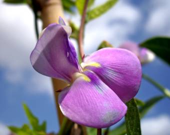 Fotografia da espécie Vigna unguiculata