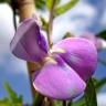 Fotografia 7 da espécie Vigna unguiculata do Jardim Botânico UTAD