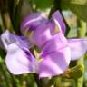 Fotografia 9 da espécie Vigna unguiculata do Jardim Botânico UTAD