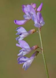 Fotografia da espécie Vicia tetrasperma