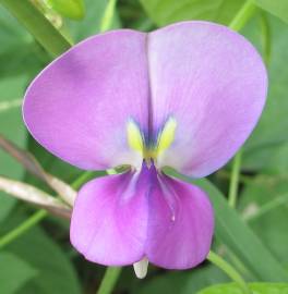 Fotografia da espécie Vigna unguiculata