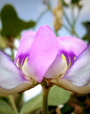 Fotografia 11 da espécie Vigna unguiculata no Jardim Botânico UTAD