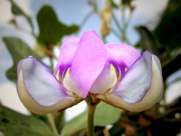 Fotografia da espécie Vigna unguiculata