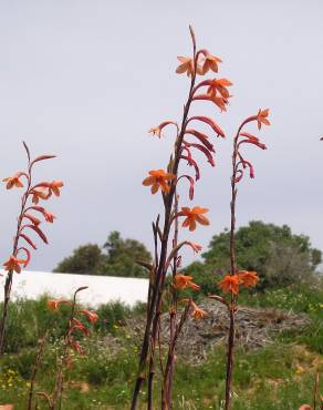 Fotografia 7 da espécie Watsonia meriana no Jardim Botânico UTAD