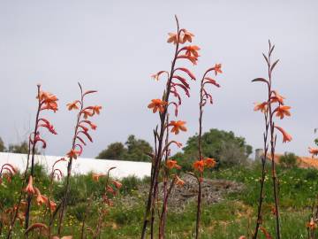 Fotografia da espécie Watsonia meriana