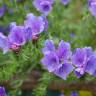 Fotografia 8 da espécie Echium plantagineum do Jardim Botânico UTAD