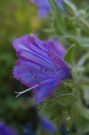 Fotografia da espécie Echium plantagineum