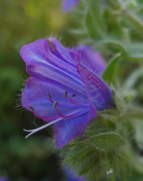 Fotografia 11 da espécie Echium plantagineum no Jardim Botânico UTAD