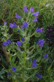 Fotografia da espécie Echium plantagineum