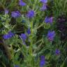 Fotografia 12 da espécie Echium plantagineum do Jardim Botânico UTAD