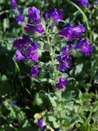 Fotografia da espécie Echium plantagineum