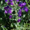 Fotografia 13 da espécie Echium plantagineum do Jardim Botânico UTAD