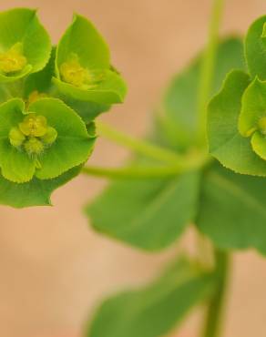 Fotografia 8 da espécie Euphorbia hirsuta no Jardim Botânico UTAD