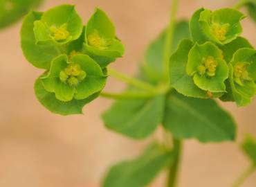 Fotografia da espécie Euphorbia hirsuta