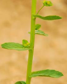 Fotografia da espécie Euphorbia hirsuta