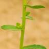 Fotografia 9 da espécie Euphorbia hirsuta do Jardim Botânico UTAD