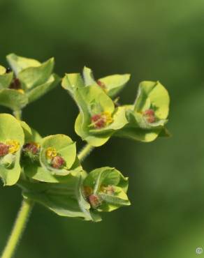 Fotografia 10 da espécie Euphorbia hirsuta no Jardim Botânico UTAD