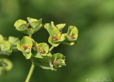 Fotografia da espécie Euphorbia hirsuta