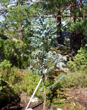 Fotografia 10 da espécie Eucalyptus gunnii no Jardim Botânico UTAD