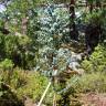 Fotografia 10 da espécie Eucalyptus gunnii do Jardim Botânico UTAD