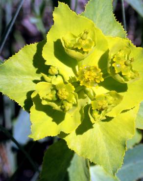 Fotografia 13 da espécie Euphorbia serrata no Jardim Botânico UTAD