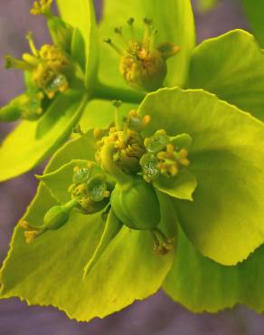 Fotografia 14 da espécie Euphorbia serrata no Jardim Botânico UTAD