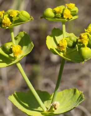 Fotografia 15 da espécie Euphorbia serrata no Jardim Botânico UTAD