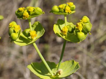 Fotografia da espécie Euphorbia serrata