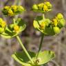 Fotografia 15 da espécie Euphorbia serrata do Jardim Botânico UTAD