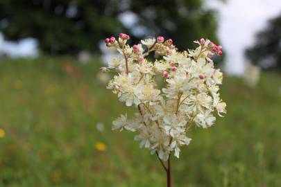 Fotografia da espécie Filipendula vulgaris