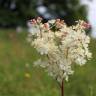 Fotografia 3 da espécie Filipendula vulgaris do Jardim Botânico UTAD