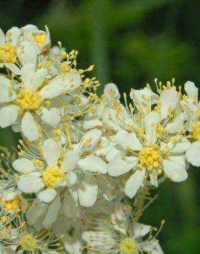 Fotografia 5 da espécie Filipendula vulgaris no Jardim Botânico UTAD