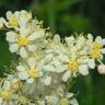 Fotografia 5 da espécie Filipendula vulgaris do Jardim Botânico UTAD