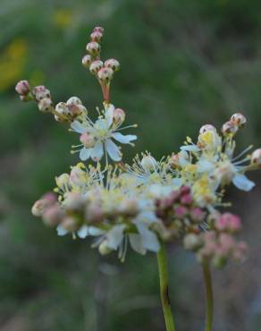 Fotografia 6 da espécie Filipendula vulgaris no Jardim Botânico UTAD