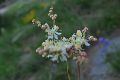 Fotografia da espécie Filipendula vulgaris