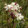 Fotografia 7 da espécie Filipendula vulgaris do Jardim Botânico UTAD