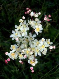 Fotografia da espécie Filipendula vulgaris