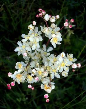 Fotografia 8 da espécie Filipendula vulgaris no Jardim Botânico UTAD