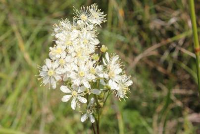 Fotografia da espécie Filipendula vulgaris