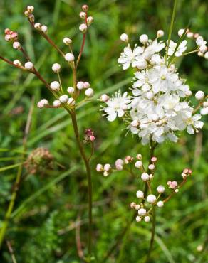 Fotografia 11 da espécie Filipendula vulgaris no Jardim Botânico UTAD