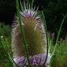 Fotografia 7 da espécie Dipsacus fullonum do Jardim Botânico UTAD