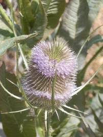 Fotografia da espécie Dipsacus fullonum