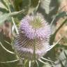 Fotografia 8 da espécie Dipsacus fullonum do Jardim Botânico UTAD