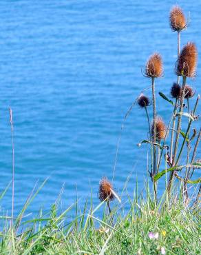 Fotografia 10 da espécie Dipsacus fullonum no Jardim Botânico UTAD