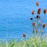 Fotografia 10 da espécie Dipsacus fullonum do Jardim Botânico UTAD