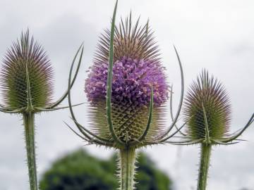 Fotografia da espécie Dipsacus fullonum